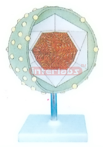 SECOND HEPATITIS VIRUS MODEL